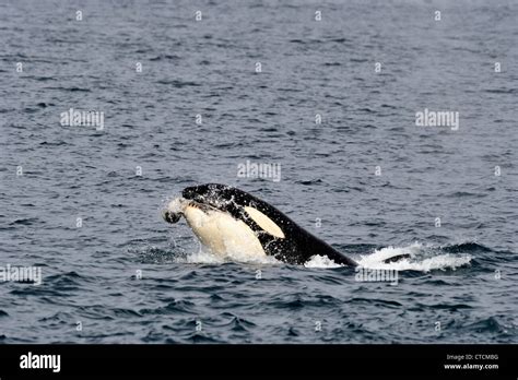 Killer Whale Orcinus Orca Spy Hopping Transient Pod Summer Harbor
