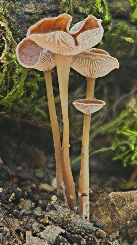 220253 Gymnopus Collybia Sp Flickr Photo Sharing Mushroom