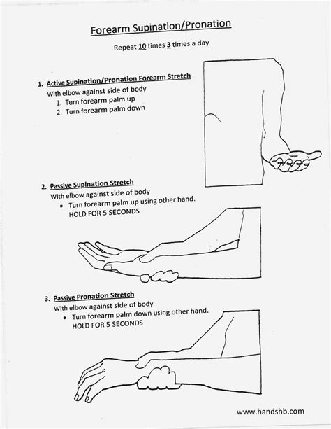 Forearm Supination Pronation  1237×1600 Home Exercise Program Hand Therapy Exercises