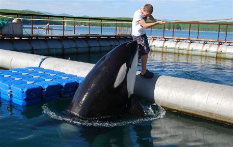 Pools With Orcas And Belugas Expose Russias Murky Trade In Supplying