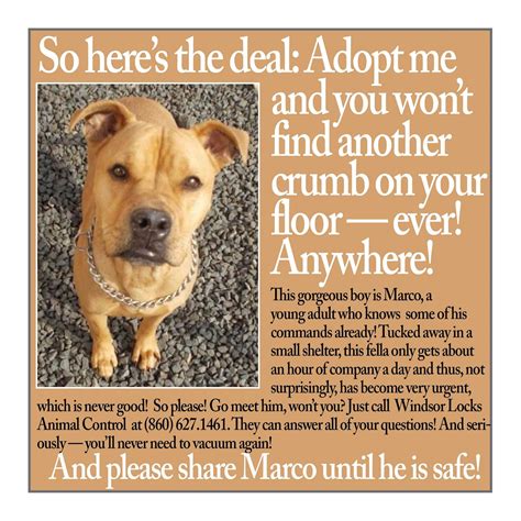 Timeline Photos - Urgent CT Shelter Dogs | Facebook | Shelter dogs, Dog