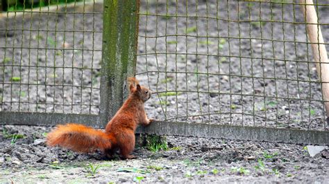 How To Keep Squirrels And Raccoons Out Of Garden Garden Likes