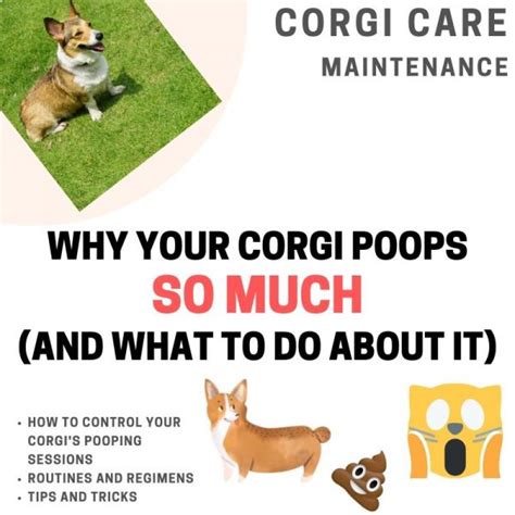 Why Does My Corgi Poop So Much Everything You Should Know Corgi