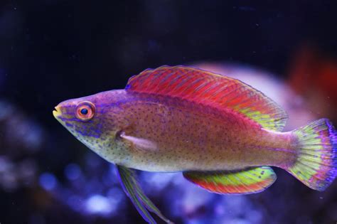Cirrhilabrus Pylei Anyone Have One Got Pics Reef2reef Saltwater And
