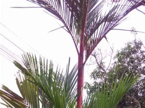Red Palm Trees For Immediate Sale Plants And Seeds Kaduwela Colombo