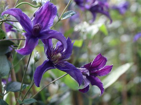 Maybe you would like to learn more about one of these? Waldrebe Saphyra ® 'Indigo' (s) / 'Cleminov 51' - Clematis ...
