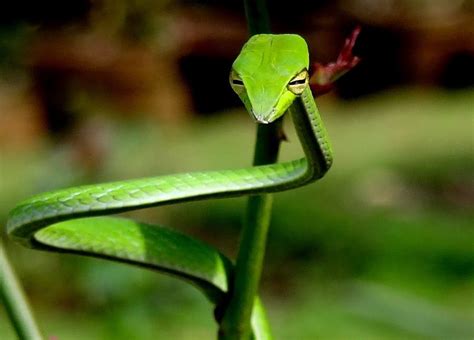 10 Amazing Tropical Rainforest Animals Vine Snake Rainforest Animals
