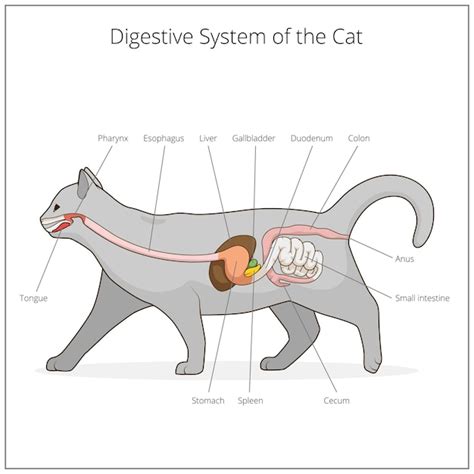 Premium Vector Digestive System Of The Cat Vector Illustration