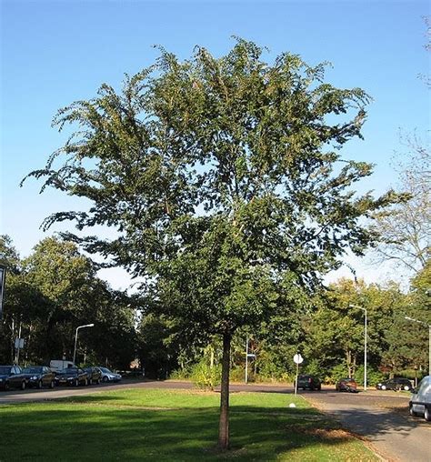 The drake chinese elm first appeared in the catalogue of monrovia nursery, azusa, california, in 1952. bonsaiar41.blogspot.com