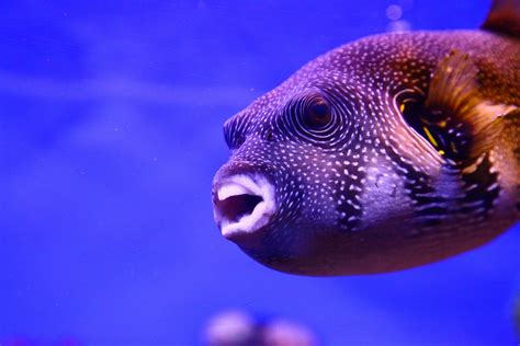 What Do Puffers Eat All About Pufferfish Diet Fantasea