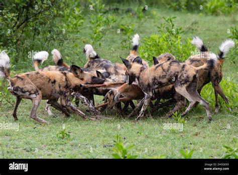 African Wild Dogs Lycaon Pictus Africas Second Most Endangered