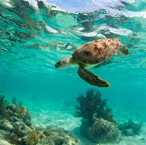 Drone Footage Has Captured 64000 Green Sea Turtles In Australia