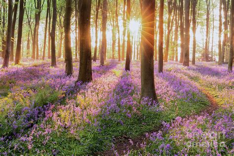 Bluebell Forest Path At Sunrise Photograph By Simon Bratt Pixels