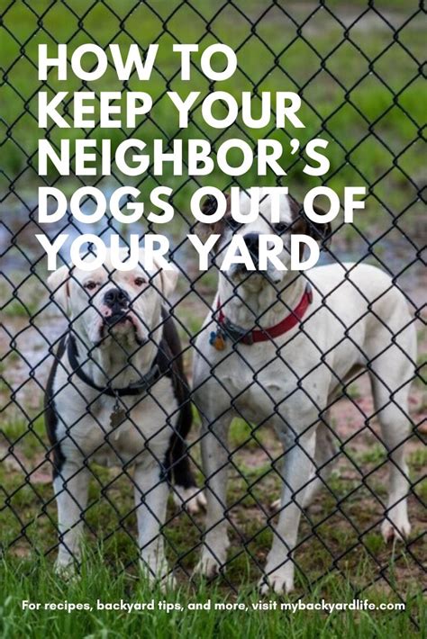 Use harmless weapons if you don't have a fence, try an ultrasonic animal repeller. How to Keep Your Neighbor's Dogs Out of Your Yard in 2020 ...