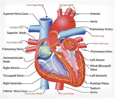 Cardiovascular System Heart Diagram Heart Anatomy Heart Diagram