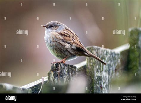 A Dunnock Or Hedge Sparrow Perches On A Garden Fence Stock Photo Alamy