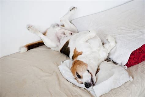 Every Dog Sleeping Position Explained All Six Of Them