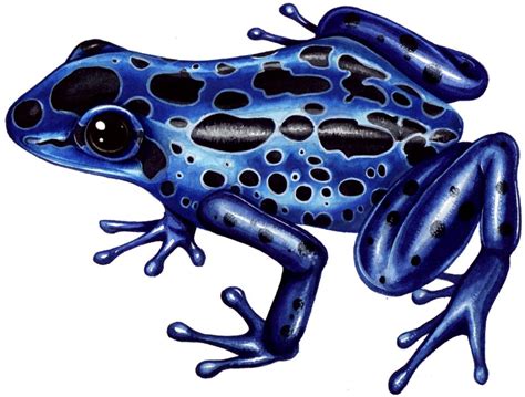 Amazon Poison Dart Frog Dendrobates Azureus Lizzie Harper