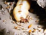Queen Termite Video Photos
