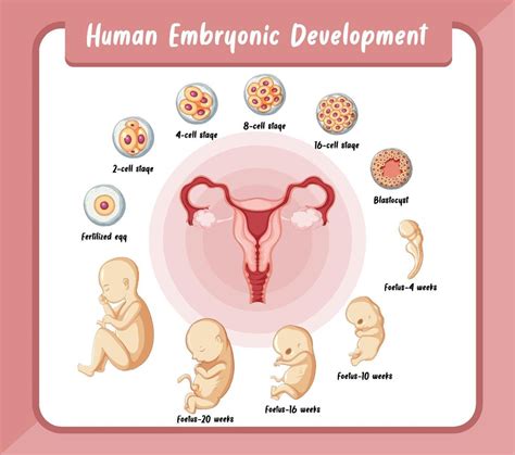Infograf A Desarrollo Embrionario Humano Vector En Vecteezy Sexiz Pix