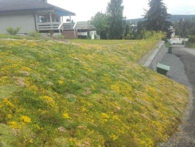 Sedum i bratt skråning, fine hager bare hage