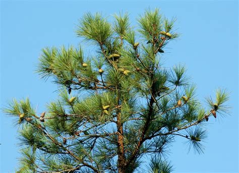Pine Tree Cones · Free Photo On Pixabay