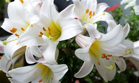 My favorite gift to give is a plant. All About Easter Lilies| Celebrations | Lovingly