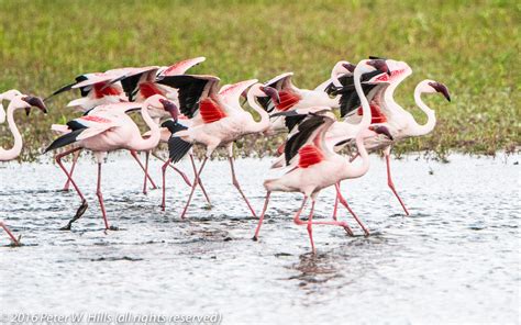 Flamingo Lesser Phoeniconaias Minor Flock Landing Cape West South