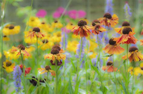 Drawing Of The Week Helenium Ellas Place