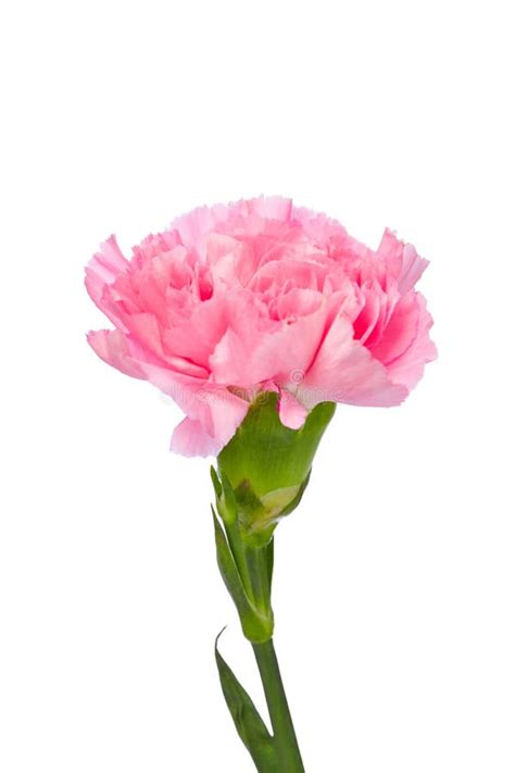 Pink Carnation Flower Isolated On White Stock Image Image Of Blooming