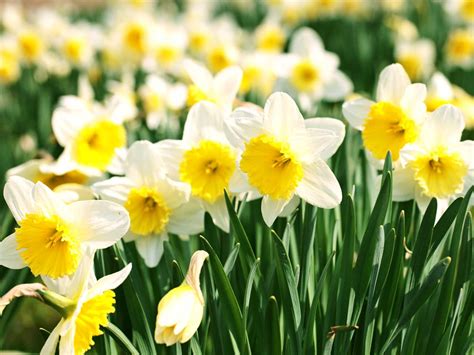 How To Grow Daffodils Saga