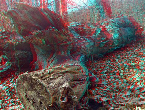 3d Redcyan Anaglyph Im Wald In The Forest A Photo On Flickriver