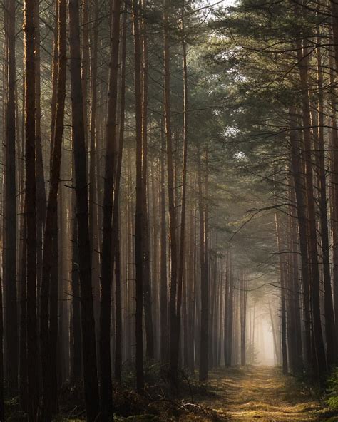 Breathtaking Forest Photography By Jakub Wencek Photography Nature