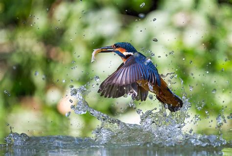 800487 Birds Common Kingfisher Water Splash Drops Rare Gallery Hd