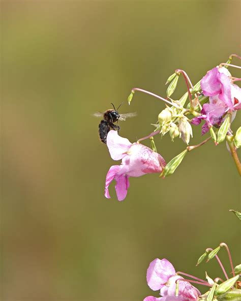 Ruderal Bumblebee Michael Howard Flickr