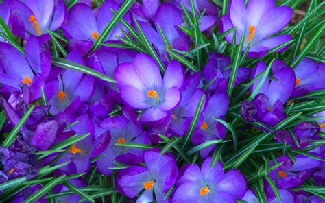 Free Download Flowers Wallpapers Purple Crocus Flowers Desktop