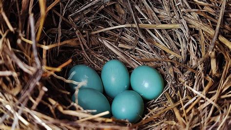 5 Reasons Bluebirds Abandon Their Eggs Bluebird Landlord