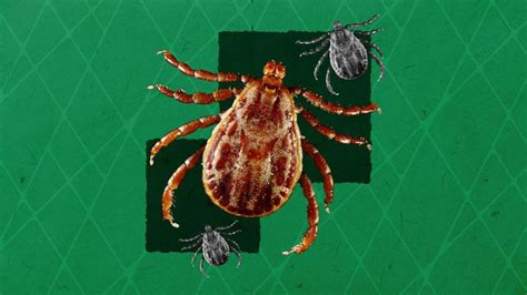 Are You Risking Lyme Disease Heres How To Remove Ticks