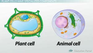 It provides the cell with both structural support and protection, and also acts as a filtering mechanism. Plant Cell Structures: The Cell Wall and Central Vacuole ...