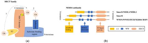 Ijms Free Full Text Nedd4 E3 Ligases Functions And Mechanisms In