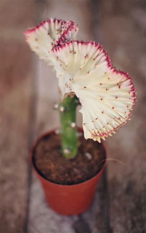 Carefully remove the cactus from the pot while wearing gloves so it doesn't hurt your fingers, then plant it in another pot like how you would when planting any other plants, except do not water the cactus until the next day and make sure to. 10 great types of cactus to gift • A Subtle Revelry