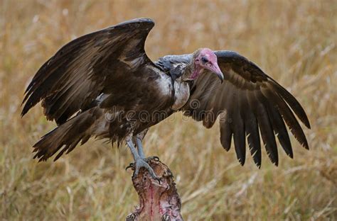 Vultures Eating Carcass Stock Images Download 177 Royalty Free Photos