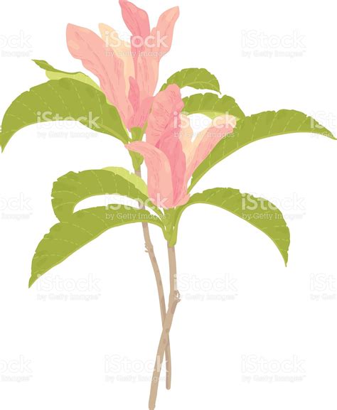 Magnolia, fleurs, isolé sur blanc stock vecteur libres de droits libre de droits | Magnolia ...