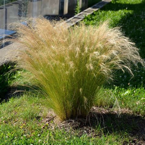 Mexican Feather Grass Plants Express