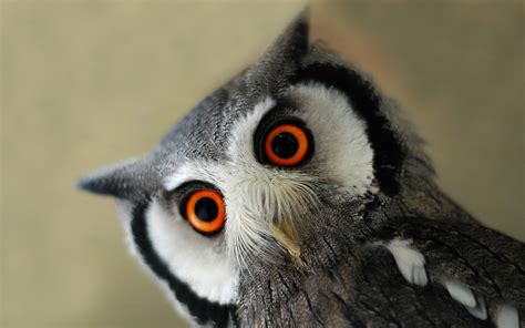 Cute Baby Owl Wallpaper Wallpapersafari