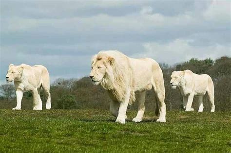 Albino Lions Albino Animals Animals Wild Gorgeous Cats