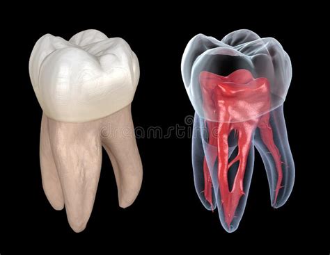Dental Root Anatomy First Maxillary Molar Tooth Medically Accurate Dental 3d Illustration