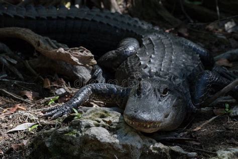 Alligator Staring Big Cypress National Preserve Florida Stock Photo