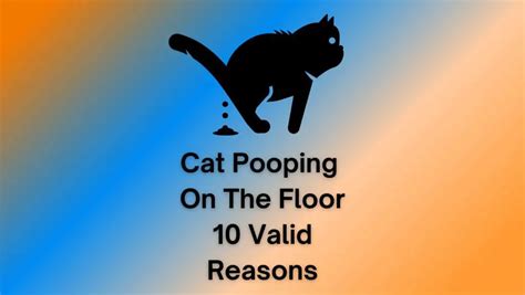 Cat Pooping On The Floor 10valid Reasons
