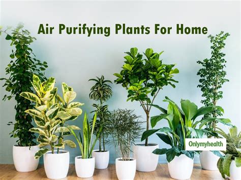 7 Air Purifying Houseplants To Clean The Air Inside Your Home